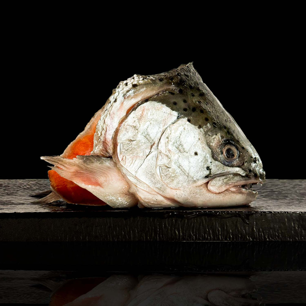 Aomori Salmon Trout Head | 青森サーモントラウト頭 | 2PCS